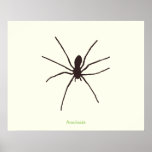 spider poster
