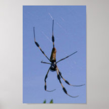 Spider Posters