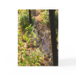 Spider Web and Dew Drops Card (Blank)