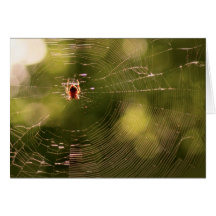 Spider Web Greeting Card