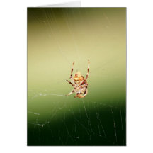Spider & Web Greeting Cards