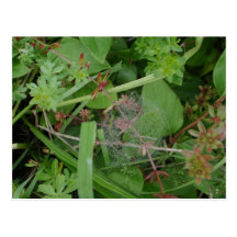 Spider Web Postcard