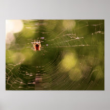 Spider Web Poster