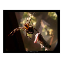 Spider with grasshopper -  Postcard