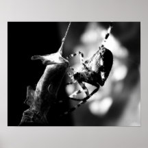 Spider with grasshopper - Print