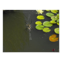 Spider within Lily Pads Photographic Print