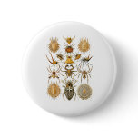 Spiders Buttons