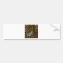 Spiders Glow Bumper Sticker