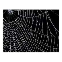 Spider's Web | Postcard