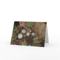 Spiderweb Hens and Chicks Greeting Card