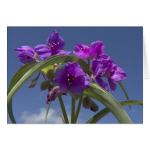 Spiderwort Cartes De Vœux