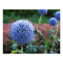 Spiked Blooms 2 Print Art Photo