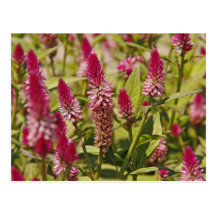 Spiked Flowers Post Card