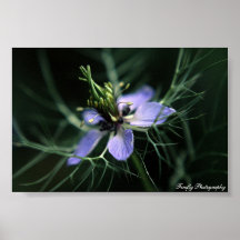 Spikey Flower Print