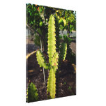 Spiky cactus under the shadow gallery wrapped canvas