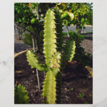 Spiky cactus under the shadow full color flyer