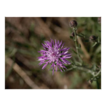 Spiky Clover; No Text Photograph