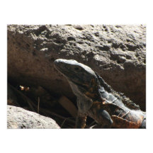 Spiky Iguana Photographic Print