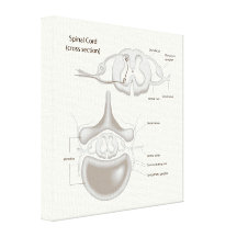 Spine Clinic stretched canvas print