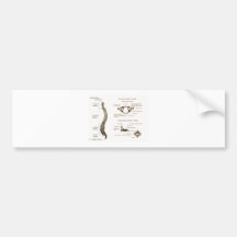 Spine Details Sepia Bumper Sticker