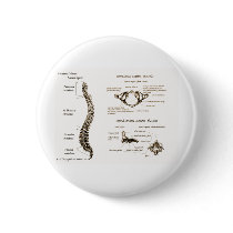 Spine Details Sepia
