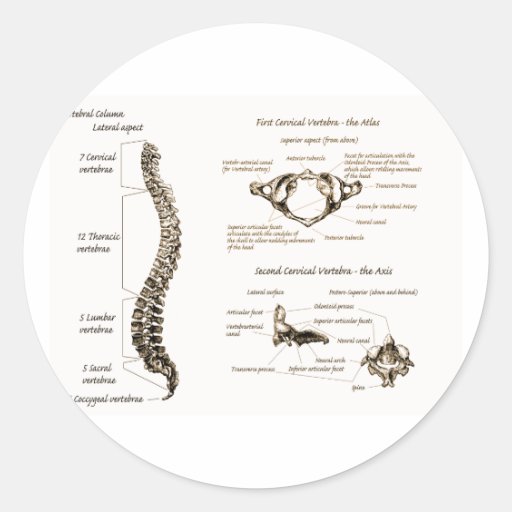 Spine Details Sepia Round Stickers