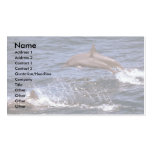 Spinner dolphin business card template