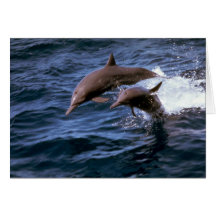 Spinner dolphin greeting card