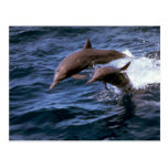 Spinner dolphin postcard