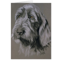 Spinone Italiano Cards