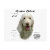 Spinone Italiano History Design