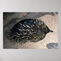 Spiny Anteater, Overhead Poster