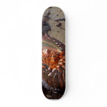 Spiny Lobster Washed Up On Pacific Beach In San Di Custom Skate Board