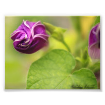 Spiral bud photo
