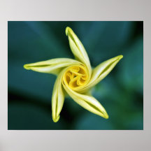 Spiral Delight Print