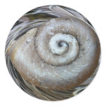 Spiral Shell Sticker