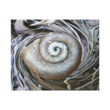 Spiral Shell Wrapped Canvas Gallery Wrap Canvas