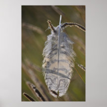Spirit Feather Posters