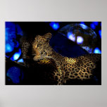 spirit of Africa -Guepard