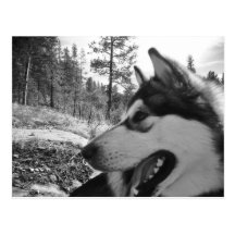 Spirit of the Malamute Post Cards