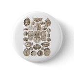 Spirobranchia buttons
