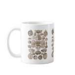 Spirobranchia mugs