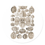 Spirobranchia stickers