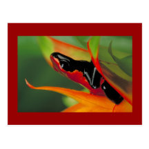 Splash-backed poison frog Postcard