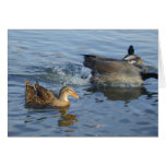 Splashed Duck card