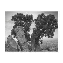 Split Tree Post Cards