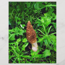 Sponge Mushroom with green plants Flyer Design