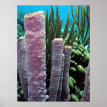 Sponge (tube) posters