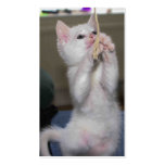 spooks the Kitten 4 Business Cards