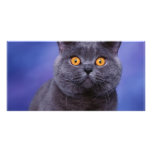 Spooky Kitty Wide Eyed Photo Greeting Card